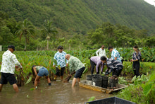 Load image into Gallery viewer, Ikaika Rashguards - Mahiai Kalo X Puakalaunu