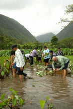 Load image into Gallery viewer, Ikaika Rashguards - Mahiai Kalo X Puakalaunu